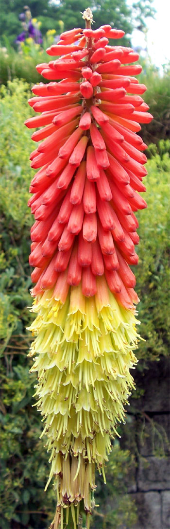 botanischergartenbi1.jpg