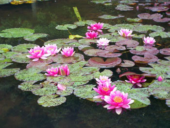 botanischergartenbi2.jpg
