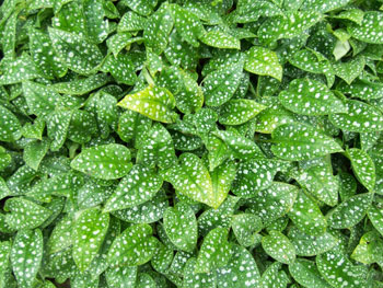 botanischergartenbi3.jpg