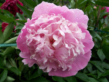 botanischergartenbi6.jpg