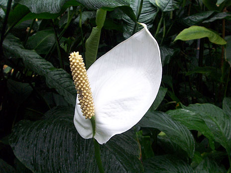 botanischergartenhamburg3.jpg