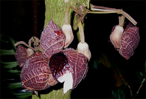botanischergartenhamburg4.jpg
