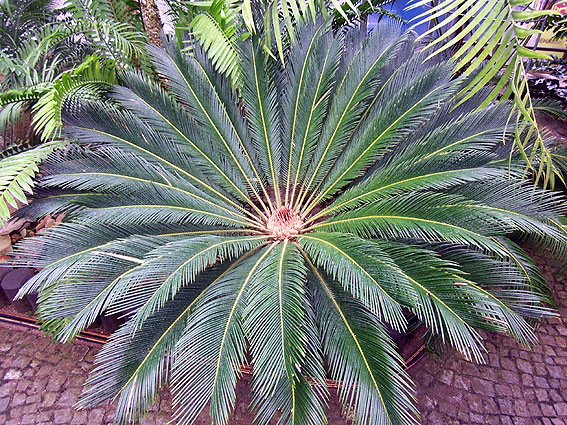 botanischergartenhamburg5.jpg