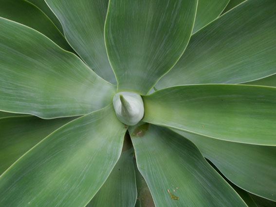 botanischergartenhamburg6.jpg