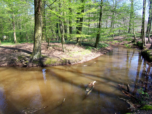 wald2.jpg