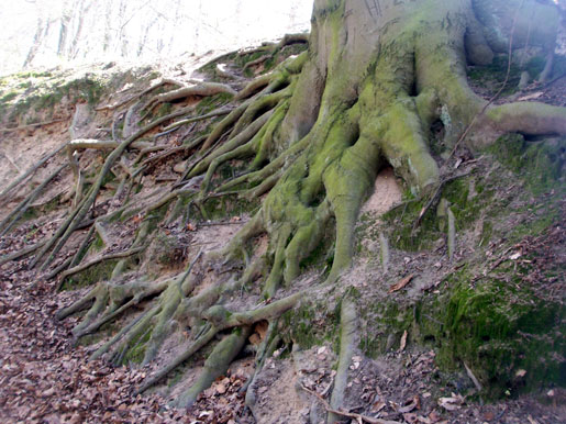 wald3.jpg
