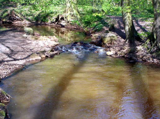 wald4.jpg