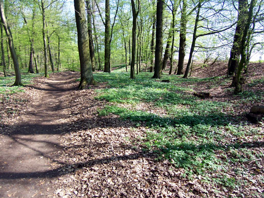 wald5.jpg