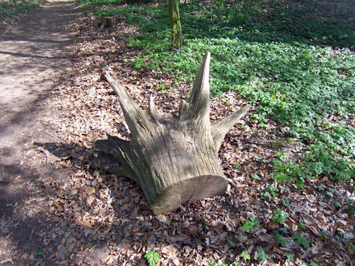 wald6.jpg