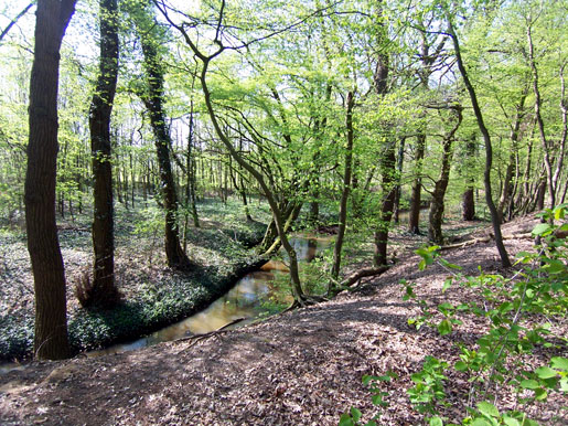 wald8.jpg