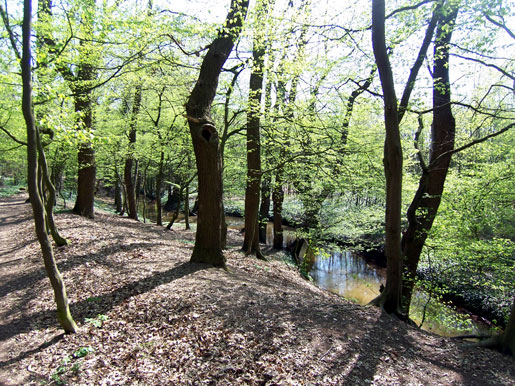 wald9.jpg