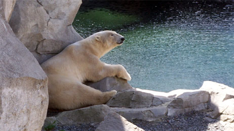 zooammeer2.jpg