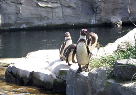 zooammeer5.jpg