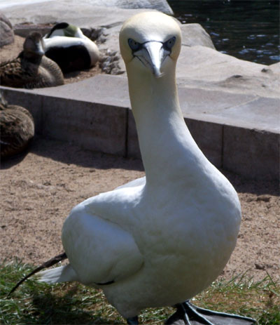 zooammeer6.jpg