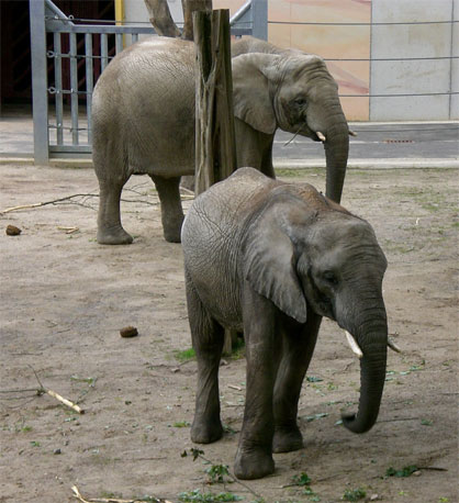 zooosnabrueck1.jpg
